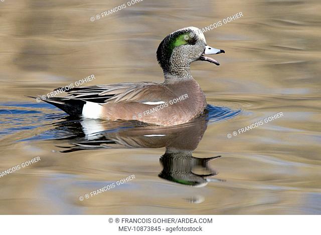 American Wigeon - Male (Anas americana). Range: North America; winters south to Costa Rica and West Indies