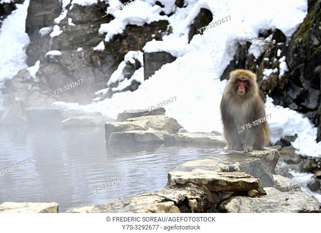 Snow monkey in Jigokudani National Park, Nagano, Japan, Asia