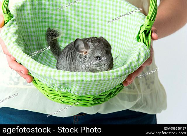 Girl holding green basket with cute adult chinchilla sitting inside