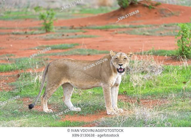 Lion, Pantera Leo, Tanzania, East Africa