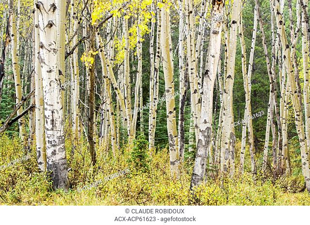 White Birch trees in Jasper National Park, Alberta, Canada