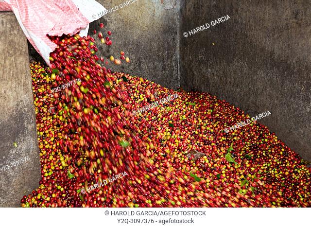 Collected coffee beans fill a pool for processing in the plantation. Huila, Colombia