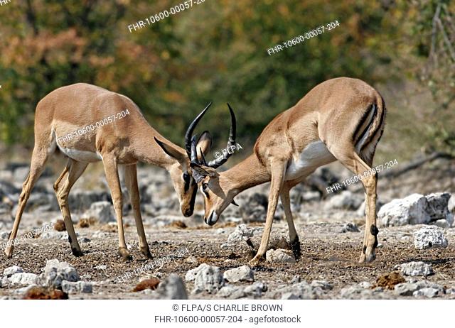 Black-faced Impala Aepyceros melampus petersi two immature males, fighting, Etosha N P , Namibia, august