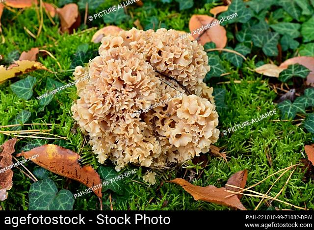 09 October 2022, Brandenburg, Sieversdorf: A Curly Hen or Fat Hen (Sparassis crispa) grows in the moss in a forest. The fat hen is an excellent edible mushroom