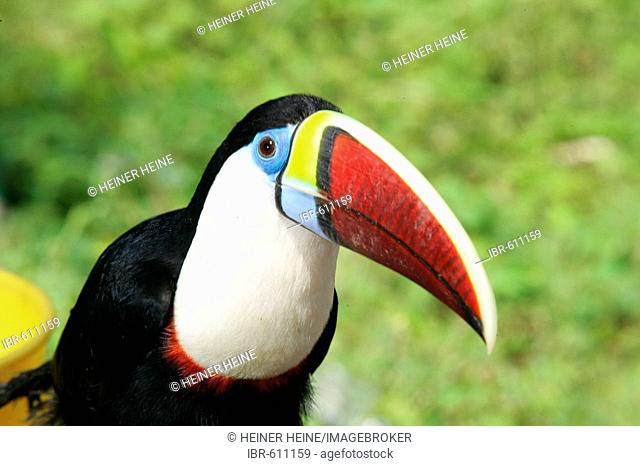 Swainson toucan (Ramphastos swainsonii), Santa Mission, Guyana, South America