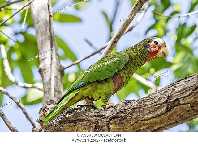 Cayman Brac Parrot Amazona leucocphala hesterna), Cayman Brac, Cayman Islands, British West Indies