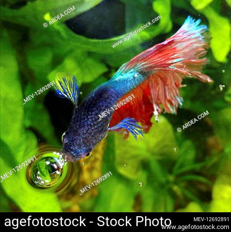Siamese fighting fish, Betta splendens. Male breathing air at the surface. Those fish possess an head internal organ, the labyrinth