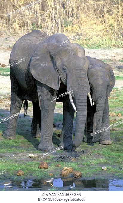 MAMMAL, ELEPHANT, DRINKING WATER AT THE RIVER, TANZANIA TARAGIRE NATIONAL PARK