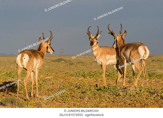 Baja California Pronghorn (Antilocapa americana peninsularis). Three males standing in semi-desert. The wild population is estimated at 200