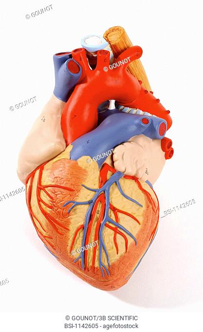 Model of the superficial anatomy of the heart of an adult human body anterior view. The heart contains four cavities: two atriums in its upper part