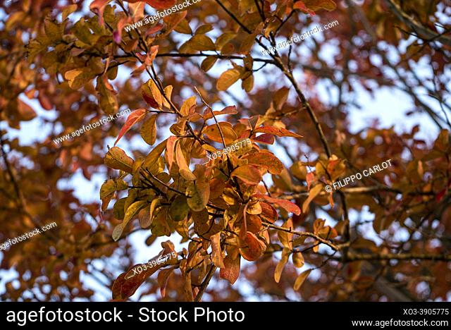 Autumn branches with small multi-colored leaves , isolated on white background