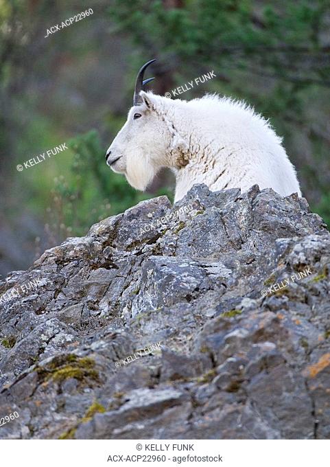 A Mountain Goat Oreamnos Americanus looks out over a rocky outcropping near Penticton, in the Thompson Okanagan region of British Columbia, Canada