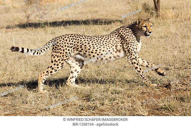 Cheetah (Acinonyx jubatus), Namibia, Africa