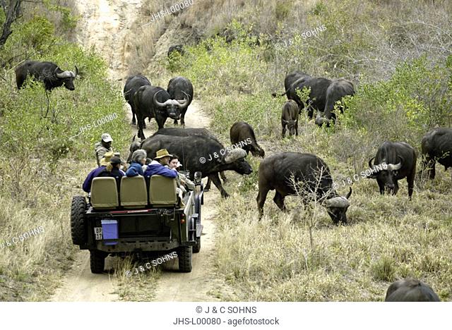 Safari Tourists in open Landrover African Buffalo Syncerus caffer