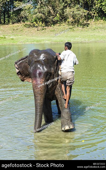 Mahout standing on the back of his Indian elephant (Elephas maximus indicus) taking a bath in the river, Kaziranga National Park, Assam, India, Asia