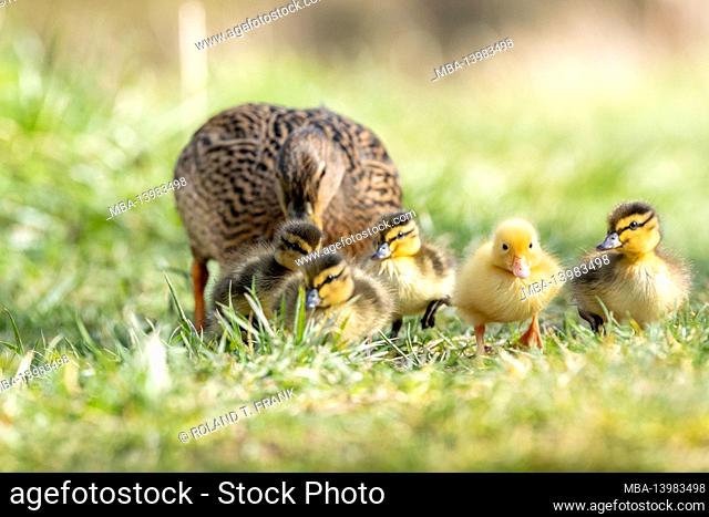 Mallards, Anas platyrhynchos, with chicks
