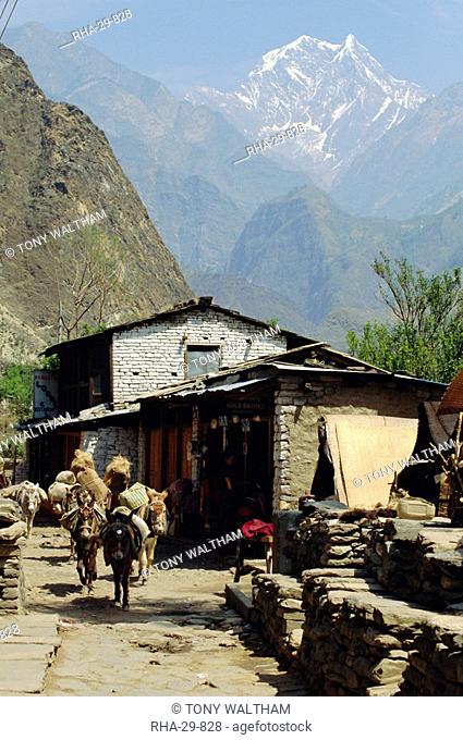 Main street path through Tatopani village with pack animals on route through Himalayas, Nilgiri 7050m beyond, Nepal