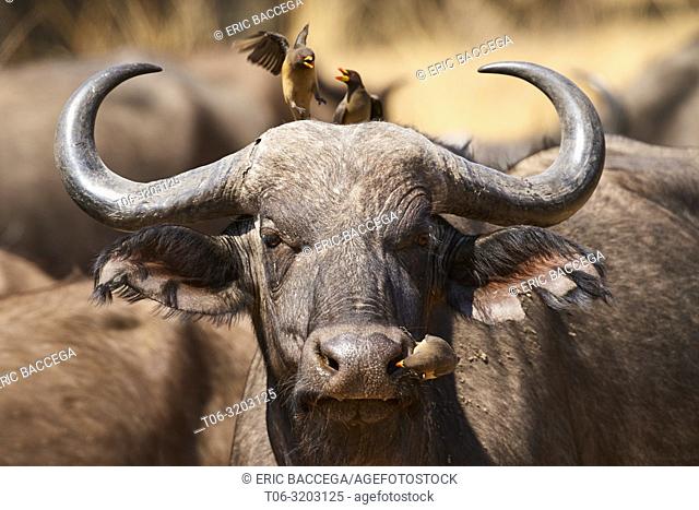 Yellow-billed oxpecker (Buphagus africanus) perched on the head of an African buffalo (Syncerus caffer) South Luangwa National Park, Zambia