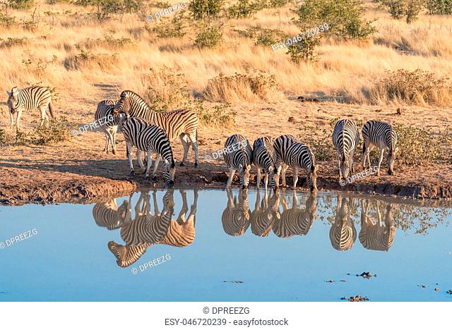 Burchells zebras with their reflections visible in a waterhole