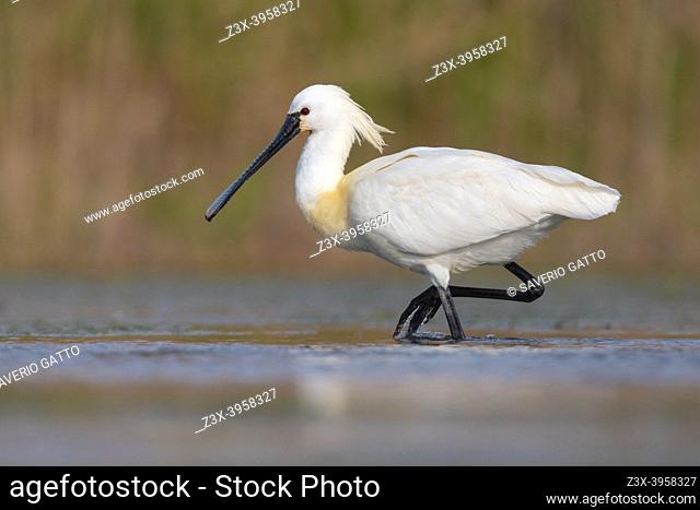 Eurasian Spoonbill (Platalea leucorodia), side view of an adult walking in a swamp, Campania, Italy