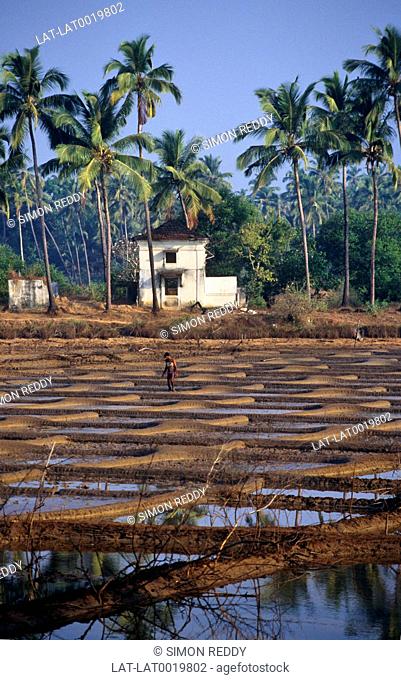 In the shallow lagoons and waterways on the coast in Goa, there are salt pans to collect the crystals of salt when the water evaporates