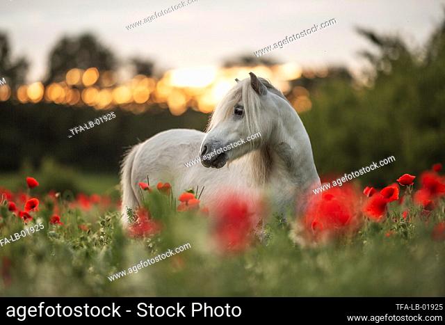 Shetland pony in the poppy field