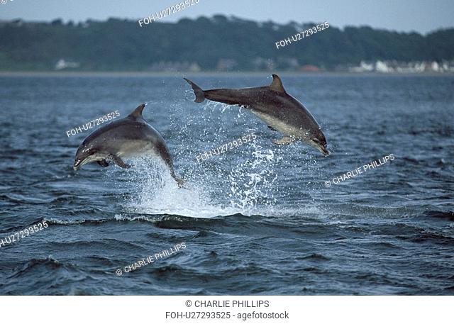 Bottlenose dolphin Tursiops truncatus truncatus - two leaping clear of the water together. Moray Firth, Scotland
