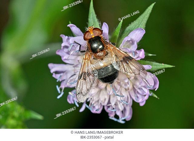 Pellucid Hoverfly (Volucella pellucens) searching for nectar on a Wood Scabious, Untergroeningen, Baden-Wuerttemberg, Germany, Europe