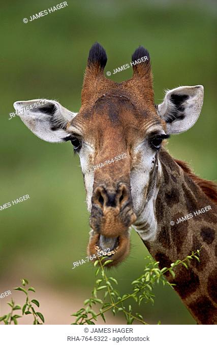 Cape giraffe (Giraffa camelopardalis giraffa) eating, Kruger National Park, South Africa, Africa