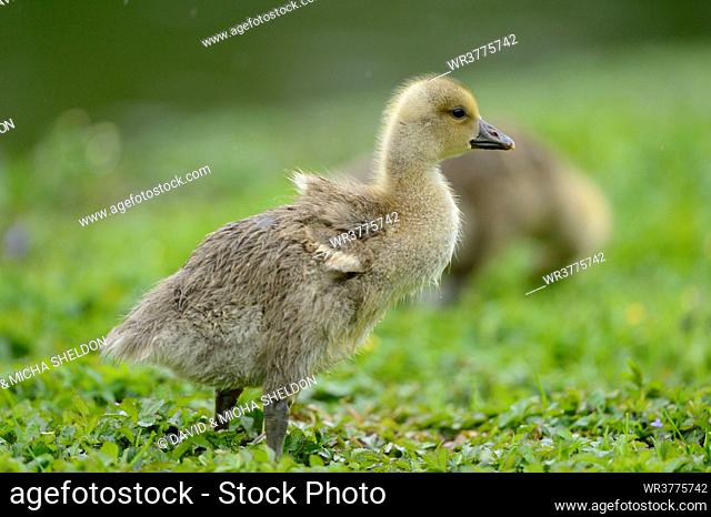 Greylag Goose chick (Anser anser) on meadow