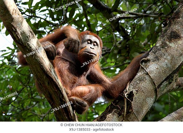 Orangutans. Semengoh Wildlife Centre, Sarawak, Malaysia