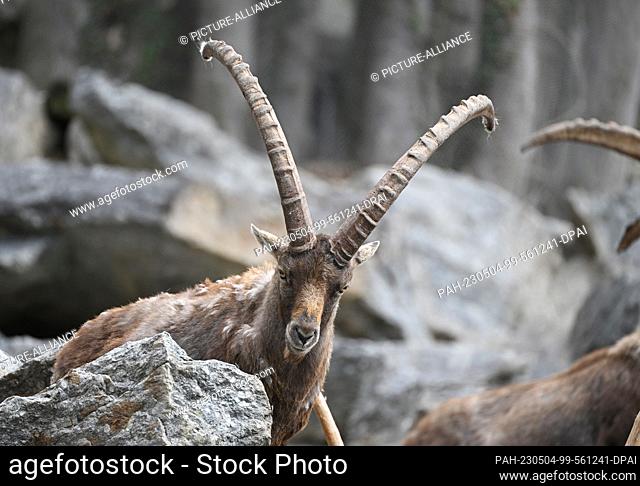 FILED - 03 May 2023, Austria, Innsbruck: An ibex stands on rocks at the Innsbruck Alpine Zoo. Photo: Angelika Warmuth/dpa. - Innsbruck/Tyrol/Austria