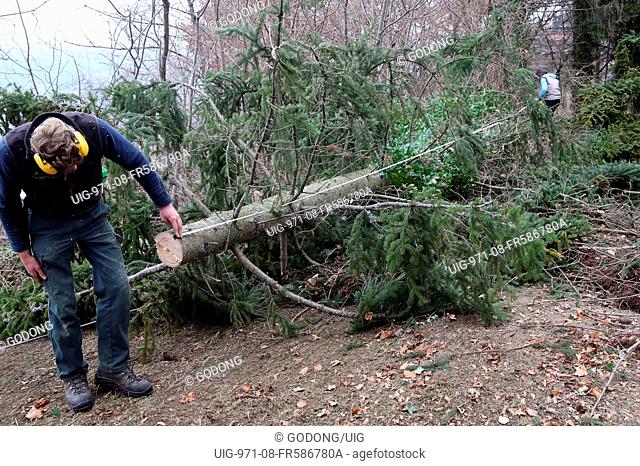 Lumberjack cutting a tree. France