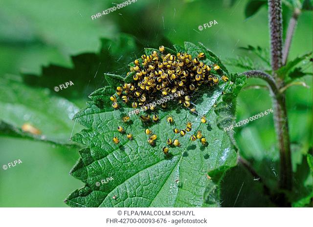 Garden Orb Spider Araneus diadematus babies, newly hatched mass in web on nettle, Kent, England, may