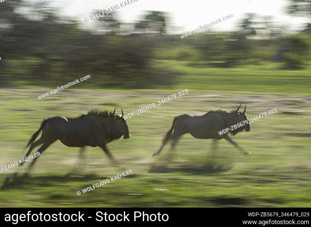 Wildebeests running over the floodplain in the Gomoti Plains area, a community run concession, on the edge of the Gomoti river system southeast of the Okavango...