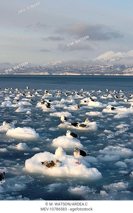 Slaty-Backed Gull - resting on ice. (Larus schistisagus)