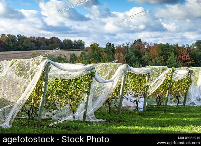 Canada, Nova Scotia, Annapolis Valley, Wolfville, vineyard covered to prevent bird damage