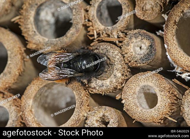 Mason bee, builder bee (Osmia cornuta) sealing nest cavity with mud in hollow stem at insect hotel for solitary bees