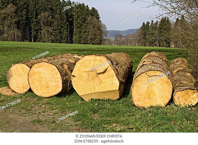 Mächtige Holzstämme auf grüner Wiese liegend