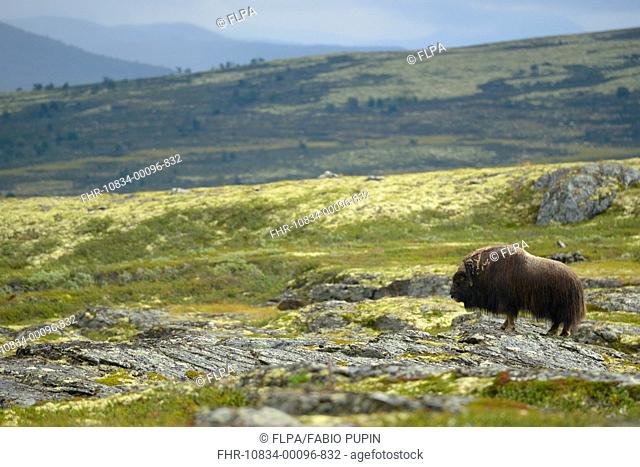 Muskox (Ovibos moschatus) adult male, dominant bull standing on rocks in tundra habitat, Dovrefjell-Sunndalsfjella N.P., Oppdal, Norway, August