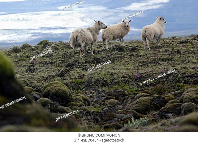 ICELANDIC SHEEP IN THE MOUNTAINOUS REGION OF FJALLABAK, WHICH ENCOMPASSES THE LANDMANNALAUGAR AND SURROUNDING AREAS, IN THE SOUTH OF THE COUNTRY