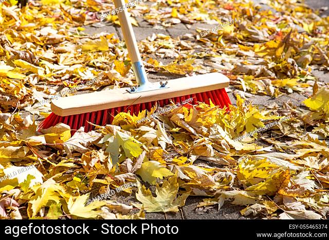 autumn leaves, gardening, leaf pile