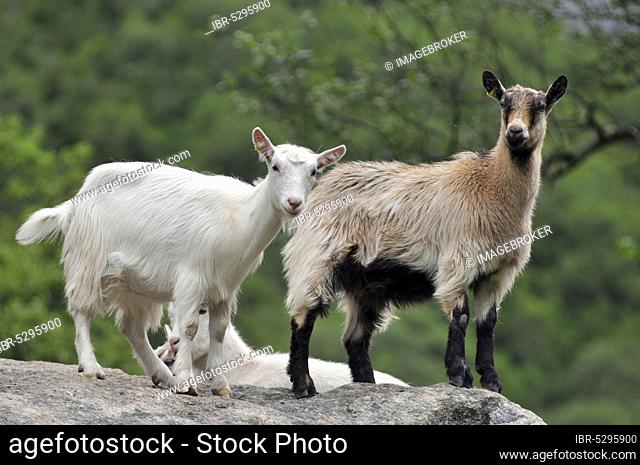 Domestic goats, Brikstal, Briksdalen, Norway, Goat, Goats, Europe