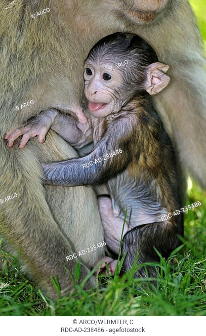 Young Barbary Monkey / Macaca sylvana