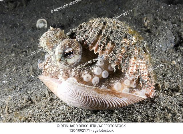 Coconut Octopus hiding in Shell, Octopus marginatus, Lembeh Strait, North Sulawesi, Indonesia