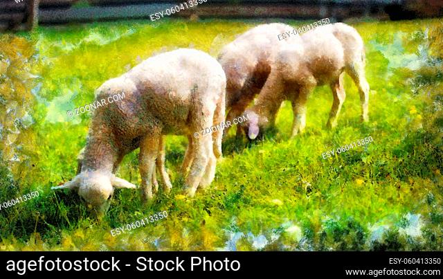 Little lambs grazing on a beautiful green meadow with dandelion. Computer painting effect