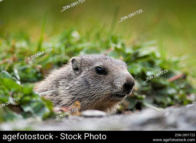 Murmeltier, Alpenmurmeltier, (Marmota marmota), Aversertal Graubünden, Schweiz / Marmot (Marmota marmota), Grison, Switzerland