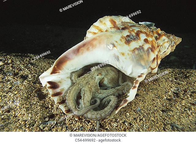 Eastern Atlantic. Galicia. Spain. Octopus hiding in a Trumpet shell (Octopus vulgaris)