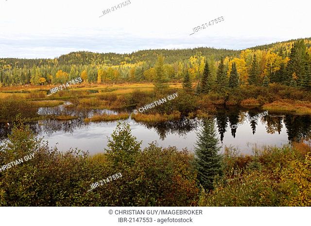 Peat bog along Manicouagan river, Laurentides, Manicouagan region, Quebec, Canada