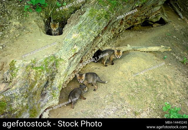 Germany, Baden-Württemberg, red fox (Vulpes vulpes), fox cubs at their fox den